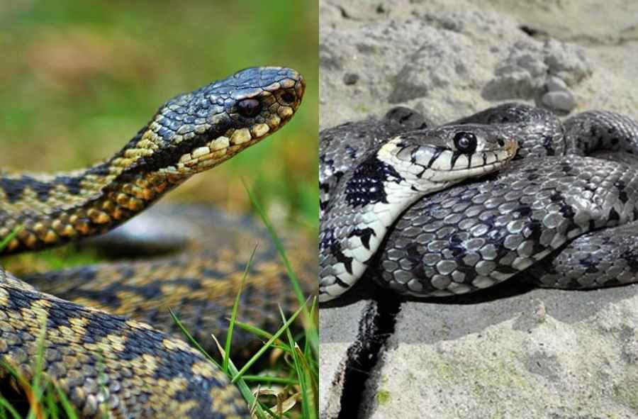 Vipera berus (Vipera comune europea)