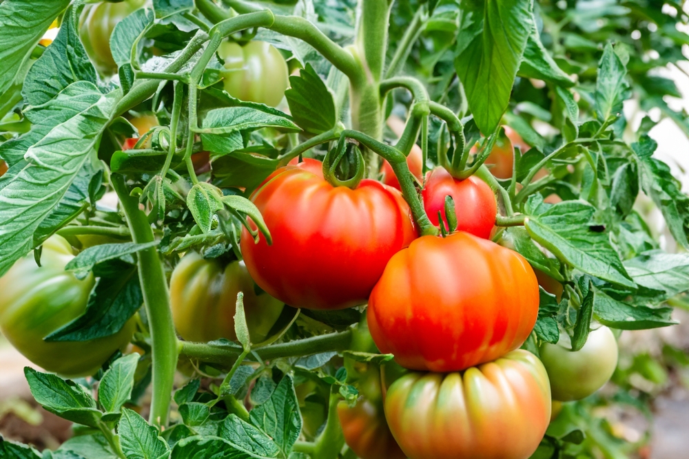 Pomodori da giardino
