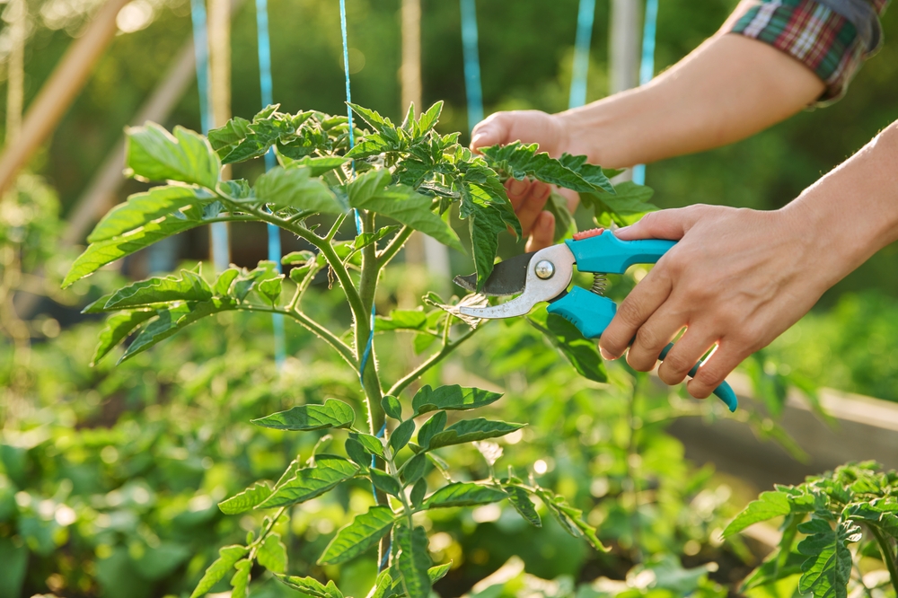 Tagliare il giardino rosso